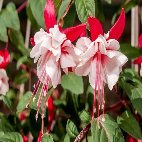 100 Stück Fuchsienblumensamen 100 Stück Fuchsienblumensamen von cetechondra