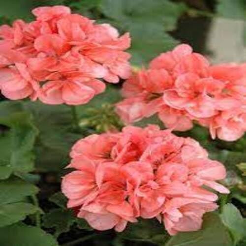 100 Stück Geranien-Blumensamen 100 Stück Geranien-Blumensamen von cetechondra