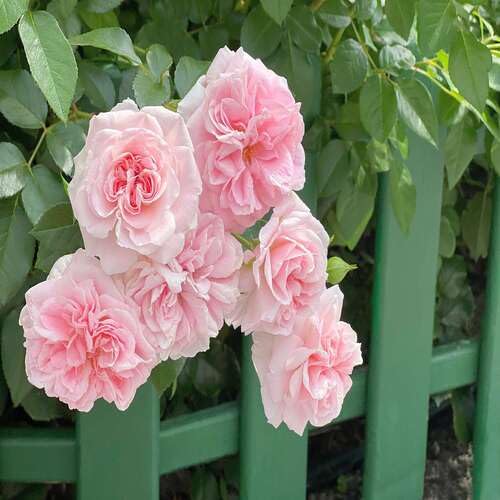 100 Stück Kriechende Rosenblütensamen 100 Stück Kriechende Rosenblütensamen von cetechondra