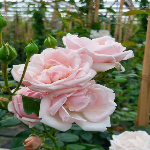 100 Stück Kriechende Rosenblütensamen 100 Stück Kriechende Rosenblütensamen von cetechondra