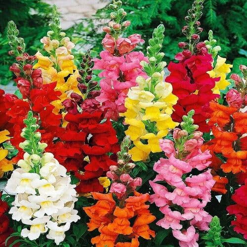 100 Stück Löwenmäulchen-Blumensamen 100 Stück Löwenmäulchen-Blumensamen von cetechondra