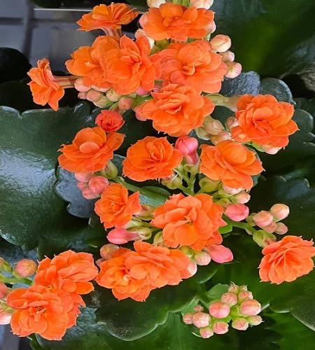 100 Stück Orange Kalanchoe-Blumensamen 100 Stück Orange Kalanchoe-Blumensamen von cetechondra
