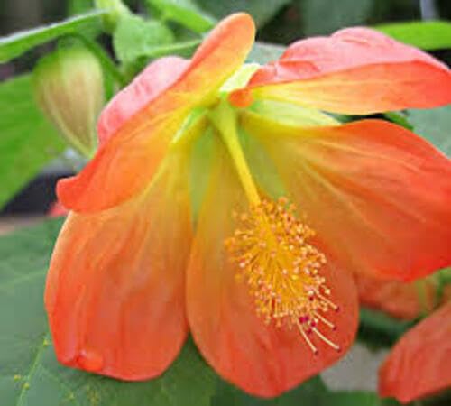 100 Stück Orangefarbene Abutilon-Blumensamen von cetechondra