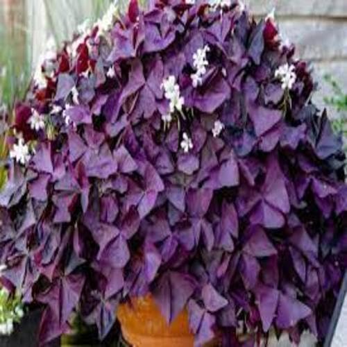100 Stück Oxalis-Pflanzensamen 100 Stück Oxalis-Pflanzensamen von cetechondra