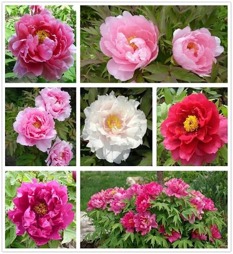100 Stück Paeonia Suffruticosa Blumensamen 100 Stück Paeonia Suffruticosa Blumensamen von cetechondra