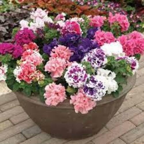 100 Stück Petunien-Blumensamen von cetechondra