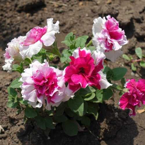 100 Stück Petunien-Blumensamen von cetechondra