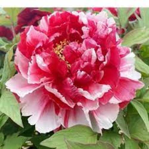 100 Stück Pfingstrose, Strauchpfingstrose, Strauchblumensamen 100 Stück Pfingstrose, Strauchpfingstrose, Strauchblumensamen von cetechondra