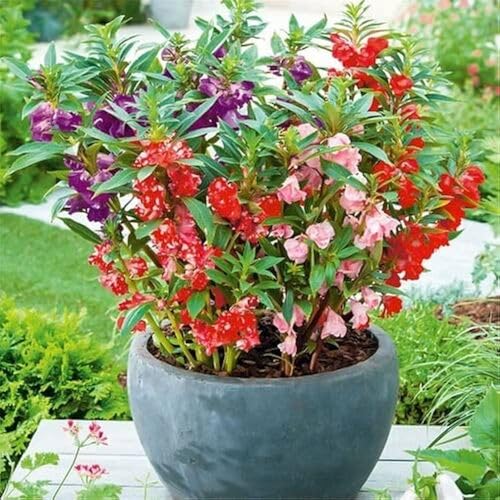 100 Stück Pflanzensamen - Impatiens Namchabarwensis Blue Diamond Blumensamen 100 Stück Pflanzensamen - Impatiens Namchabarwensis Blue Diamond Blumensamen von cetechondra