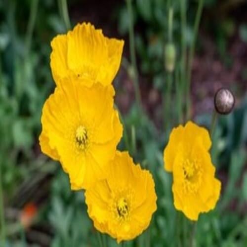 100 Stück Pflanzenweltsamen - Meconopsis 'Lingholm' (ex Grandis) Blumensamen von cetechondra