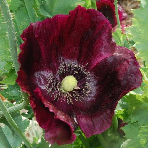 100 Stück Pflanzenweltsamen – Papaver Somniferum „Midnight“ Blumensamen 100 Stück Pflanzenweltsamen – Papaver Somniferum „Midnight“ Blumensamen von cetechondra