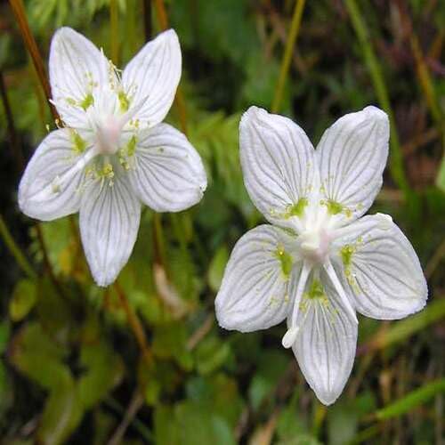 100 Stück Pflanzenweltsamen - Parnassia Palustris Blumensamen 100 Stück Pflanzenweltsamen - Parnassia Palustris Blumensamen von cetechondra
