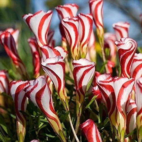 100 Stück Rot-weiße Oxalis versicolor-Blumensamen 100 Stück Rot-weiße Oxalis versicolor-Blumensamen von cetechondra
