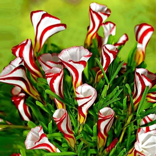 100 Stück Rot-weiße Oxalis versicolor-Blumensamen. 100 Stück Rot-weiße Oxalis versicolor-Blumensamen. von cetechondra