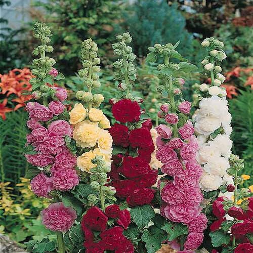 100 Stück Stockrose Blumensamen von cetechondra