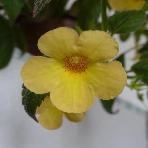 100 Stück gelbe Achimenes-Blumensamen von cetechondra