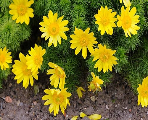 100 Stück gelbe Adonisblumensamen von cetechondra