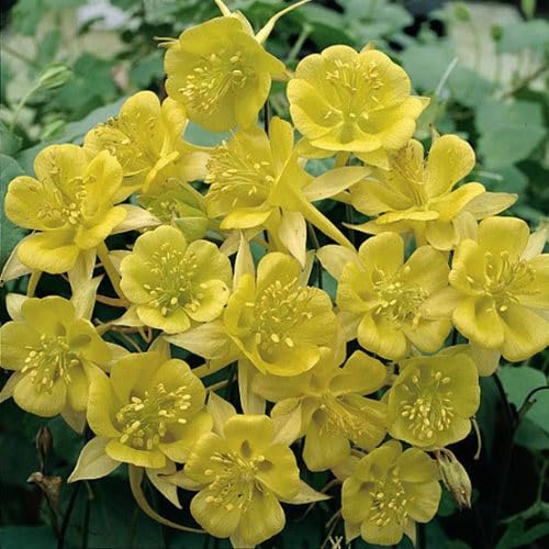 100 Stück gelbe Akelei-Blumensamen von cetechondra