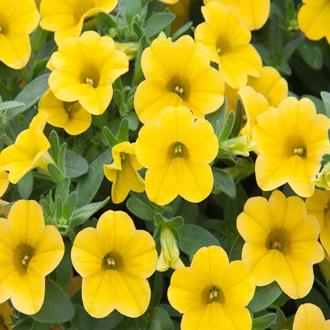 100 Stück gelbe Calibrachoa-Blumensamen von cetechondra