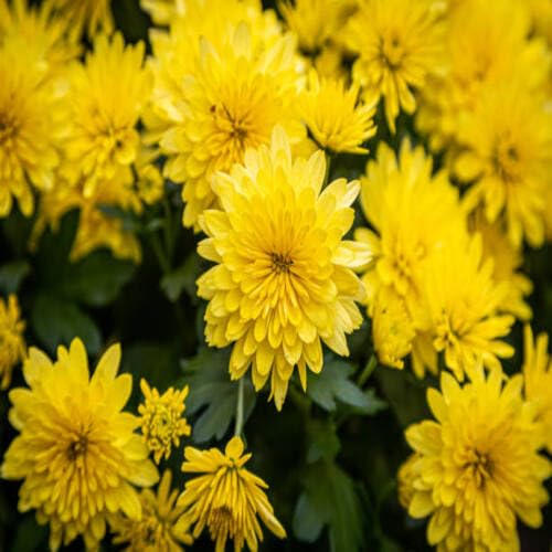 100 Stück gelbe Chrysanthemen-Blumensamen 100 Stück gelbe Chrysanthemen-Blumensamen von cetechondra