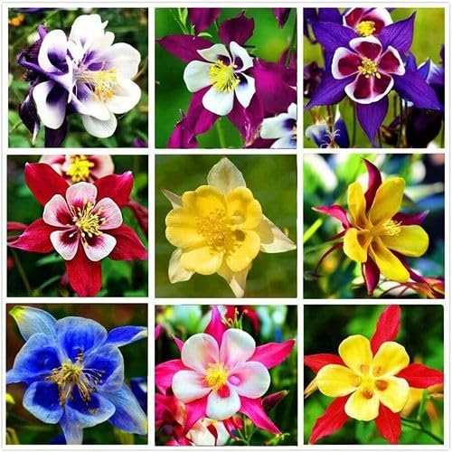100 Stück gemischte Akelei-Blumensamen von cetechondra