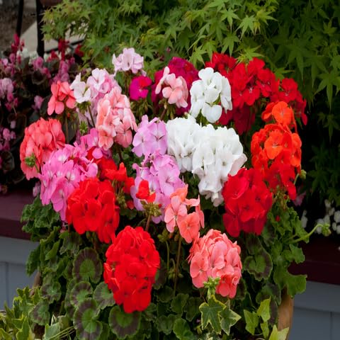 100 Stück gemischte Geranienblumensamen von cetechondra
