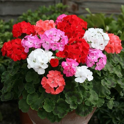 100 Stück gemischte Geranienblumensamen von cetechondra