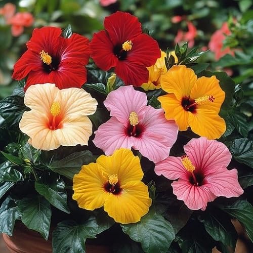 100 Stück gemischte Hibiskusblütensamen von cetechondra