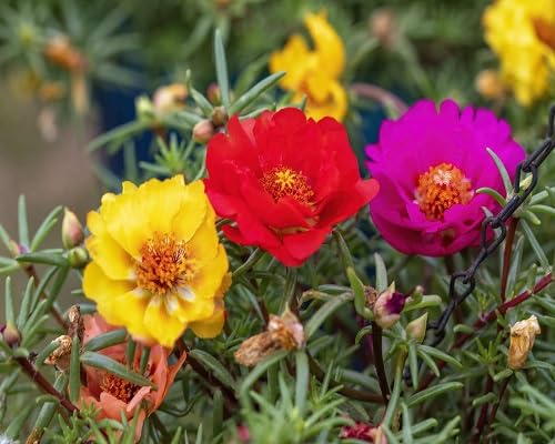 100 Stück gemischte Moosrosen-Blumensamen von cetechondra
