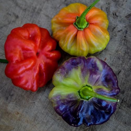 100 Stück gemischte Paprika-Gemüsesamen 100 Stück gemischte Paprika-Gemüsesamen von cetechondra