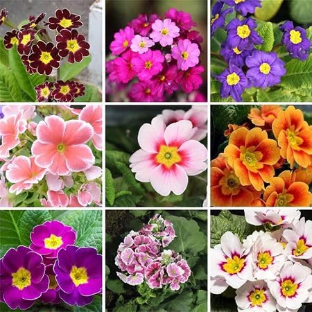 100 Stück gemischte Primelblumensamen von cetechondra