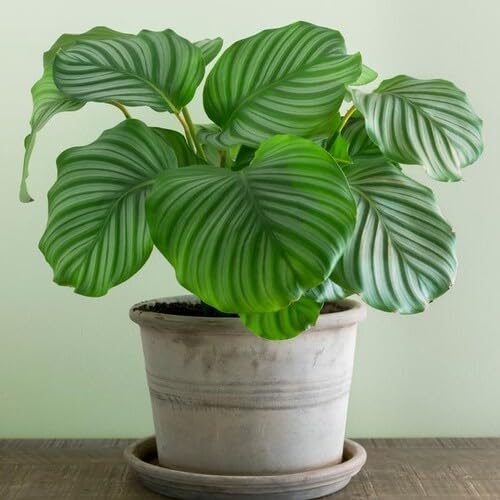 100 Stück grüne Calathea-Pflanzensamen 100 Stück grüne Calathea-Pflanzensamen von cetechondra