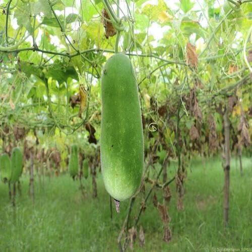 100 Stück grüne Eschenkürbis-Gemüsesamen von cetechondra