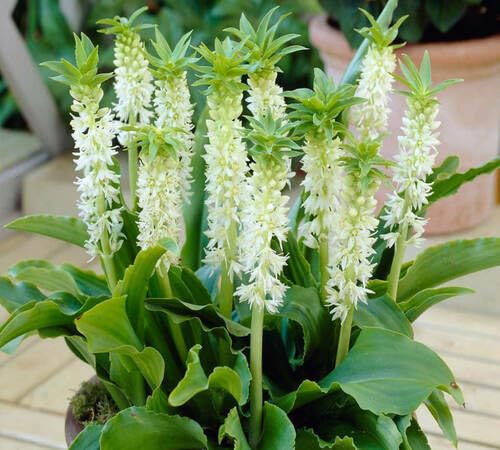 100 Stück grüne Eucomis-Pflanzensamen 100 Stück grüne Eucomis-Pflanzensamen von cetechondra