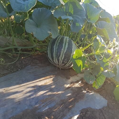 100 Stück grüne Kajari-Melonenfruchtsamen von cetechondra