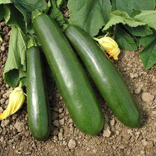 100 Stück grüne Kürbis-Gemüsesamen von cetechondra