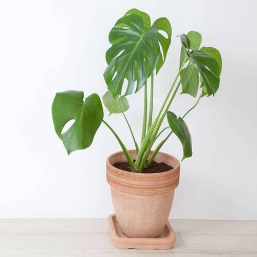 100 Stück grüne Monstera-Pflanzensamen 100 Stück grüne Monstera-Pflanzensamen von cetechondra