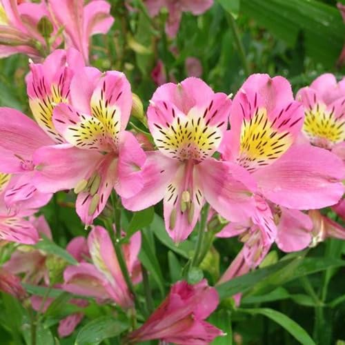 100 Stück hellrosa Alstroemeria-Blumensamen von cetechondra