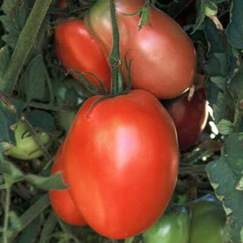 100 Stück historische ungarische Tomatensorten, nur organische Düngemittel, KEINE Pestizide, Gemüsesamen von cetechondra