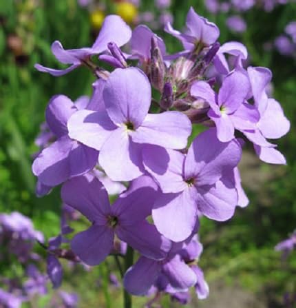 100 Stück lila Matthiola Bicornis Blumensamen von cetechondra