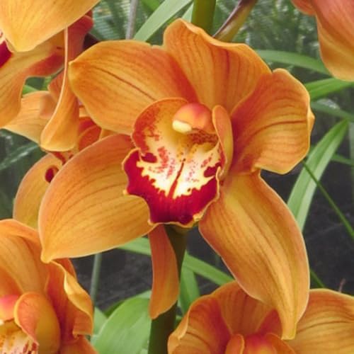 100 Stück orange Cymbidium Orchideen-Blumensamen 100 Stück orange Cymbidium Orchideen-Blumensamen von cetechondra
