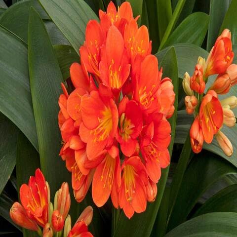 100 Stück orangefarbene Clivia-Blumensamen von cetechondra