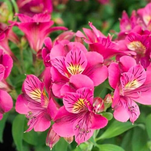 100 Stück rosa Alstroemeria-Blumensamen 100 Stück rosa Alstroemeria-Blumensamen von cetechondra