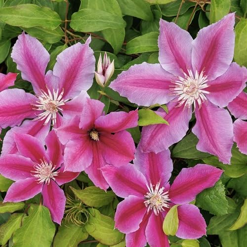 100 Stück rosa Clematis-Blumensamen 100 Stück rosa Clematis-Blumensamen von cetechondra