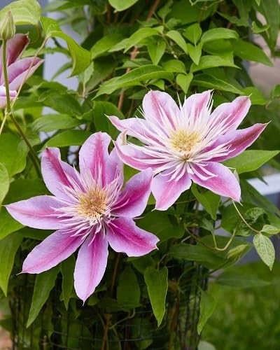 100 Stück rosa Clematis-Blumensamen von cetechondra