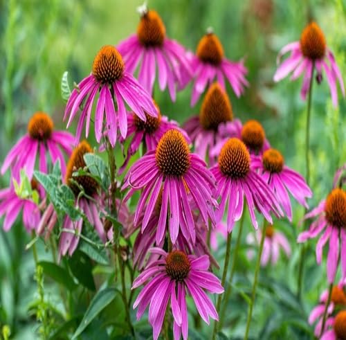 100 Stück rosa Echinacea-Blumensamen von cetechondra
