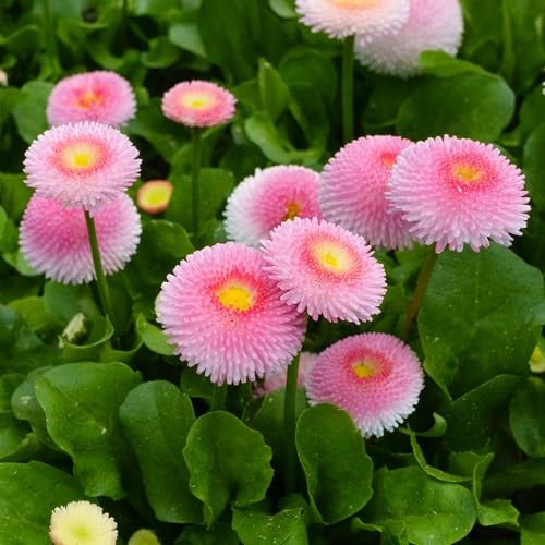 100 Stück rosa Gänseblümchen-Blumensamen von cetechondra