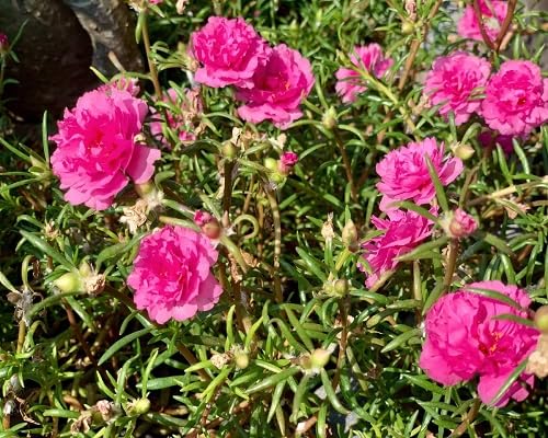 100 Stück rosa Moosrosen-Blumensamen von cetechondra