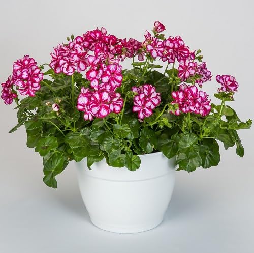 100 Stück rosa Pelargonium-Blumensamen 100 Stück rosa Pelargonium-Blumensamen von cetechondra