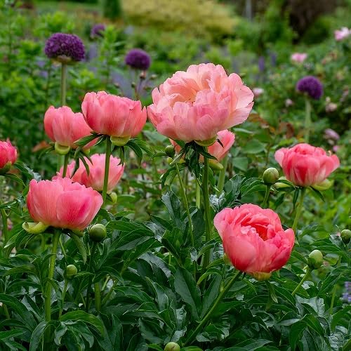 100 Stück rosa Pfingstrosenblumensamen von cetechondra
